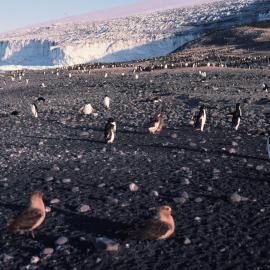 Penguin colong watched by skuas