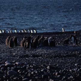 Adelie penguin chicks on beach