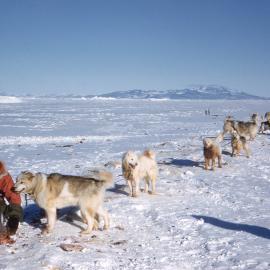 Scott Base-Feeding Dog Team