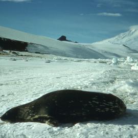 Scott Base-Seal by Pressure Ridges (Scott Base & Castle Rock in Background)