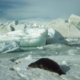 Scott Base-Seal by Pressure Ridges