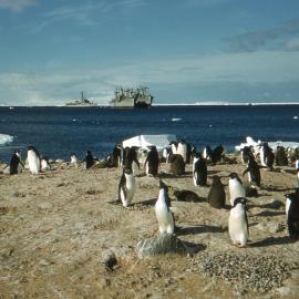 Cape Hallett Penguins with USS Burton Island (AGB-1) & USNS Pvte John R Towle (T-AK-240) & USNS Greenville Victory (T-AK-237)