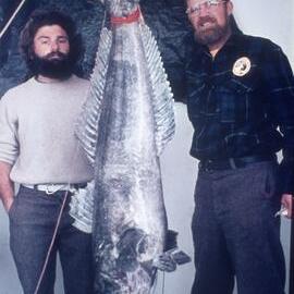 Toothfish Dissostichus mawsoni