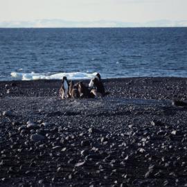 Skua harrassing Adelie penguin chicks
