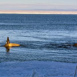 Orcas near Scott Base