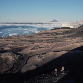 Northern Adelie Penguin Rookery