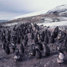 Adelie Penguin rookery at Cape Bird