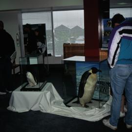 Festival Day- Penguin Display 