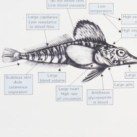 Pagetopsis Macropterus (Ice Fish) 