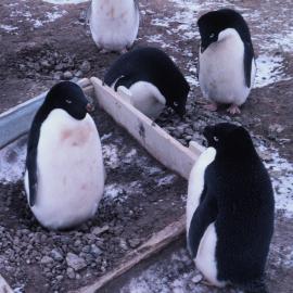 Adelie Penguins Nesting in a Box from Shackleton Era