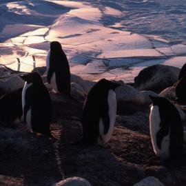 Adelie Penguins at Cape Royds