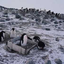 Adelie Penguins Nesting in a Box from Shackleton Era