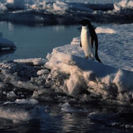 Adelie Penguin on ice 