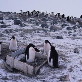 Adelie Penguins in a Box from the Shackleton Era