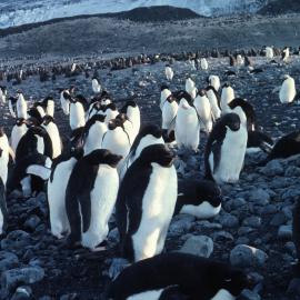 Adelie Penguins at Cape Bird