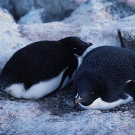 Adelie Pengiuns nesting - mum and dad