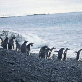 Adelie Penguins at Foyn Island