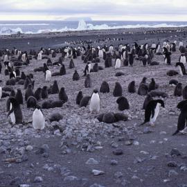 Adelie Penguin Colony at Cape Bird