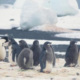 Adelie penguins and chicks