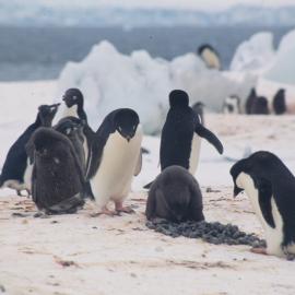 Adelie Penguins Foyn Island