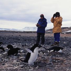 Working in an Adelie Penguin Colony