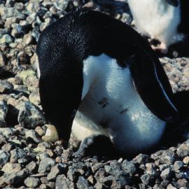 Adelie Penguin and Chick