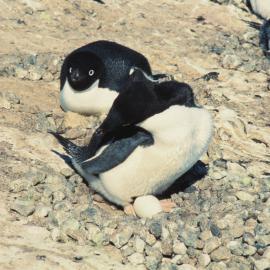 Adelie Penguin on Nest with Egg