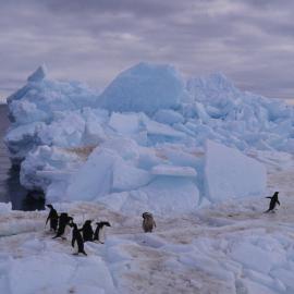 Adelie penguins at Cape Bird