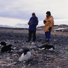 Working in Adelie Penguin Colony, Cape Bird