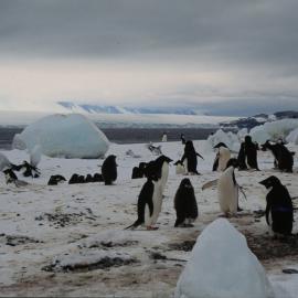 Adelie Penguins, Foyn Island