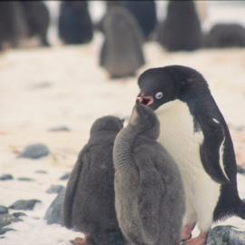 Adelie Penguin Feeding Chicks, Foyn Island