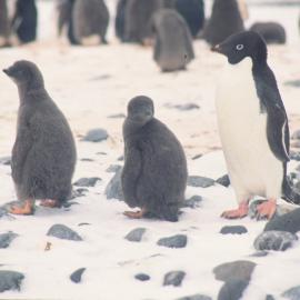 Adelie Penguin and Chicks