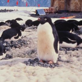 Adelie Penguins Nesting at Old Hallett Station
