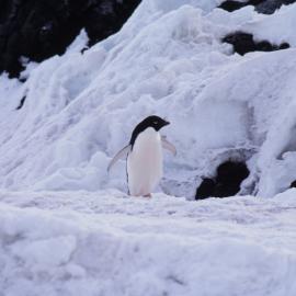 Adelie Penguin