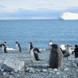 Adelie Penguin Chick on Franklin island