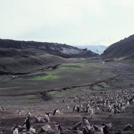 Chinstrap Rookery, Bailey Head