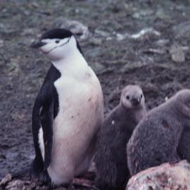 Chinstrap Penguin and Chicks
