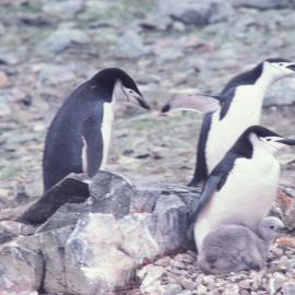 Chinstrap Penguins on Nelson Island