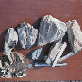 Wood Fossil From Coombs Hills