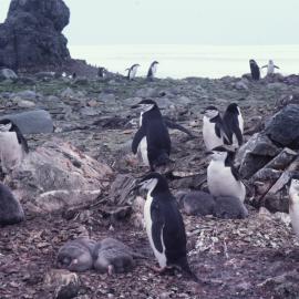 Chinstrap Penguins on