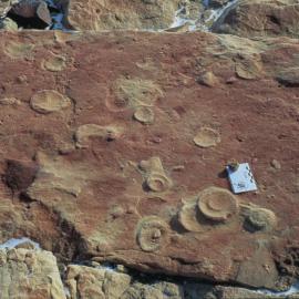 Hatherton Glacier Sandstone Beaconites 