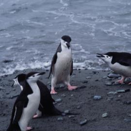 Chinstrap Penguins on Nelson Island