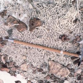 Wormcasts - Plane Table Wright Valley