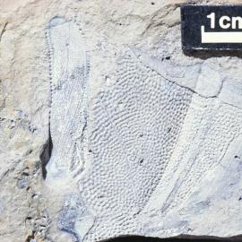 Fossil Fish Plate in Devonian Rocks