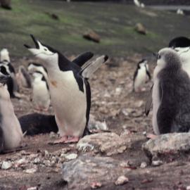 Chinstrap Penguin Family