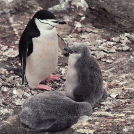 Chinstrap Penguin Family