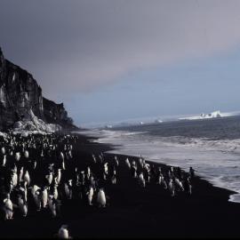 Chinstrap Penguins on Volcanic Beach