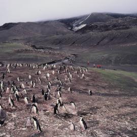 Chinstrap Penguin Rookery
