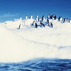 Chinstrap Penguins at Bailey Head, Deception Island