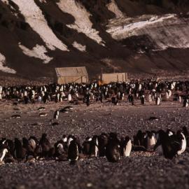 Borchgrevink Huts Surrounded by Penguins